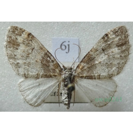 Lobophora halterata (Hufnagel, 1767) Płatynka osikówka Czech6j